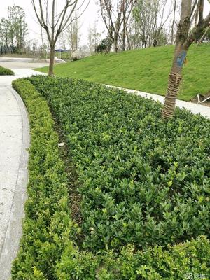 成都市政道路綠化,小區(qū)砍樹(shù)、修樹(shù)、除草、移栽樹(shù)