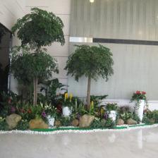中山便宜的室內(nèi)植物租賃,剪花剪草,風(fēng)水綠植租賃,風(fēng)水植物租賃,小區(qū)、工廠綠化養(yǎng)護(hù),年花預(yù)定,年桔預(yù)定,園林規(guī)劃與設(shè)計(jì),綠化工程施工,商場(chǎng)等室外綠化帶保養(yǎng),便宜的鮮花預(yù)訂,鮮花出租